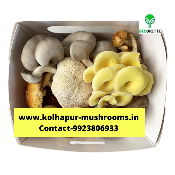 Organic mushroom online shop