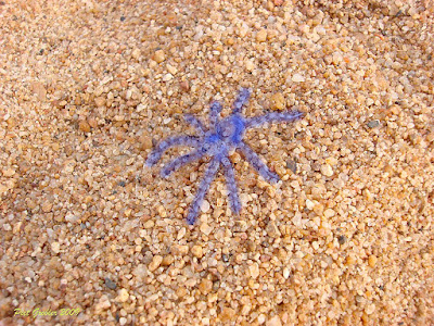 Araña camuflada en la arena con piedras