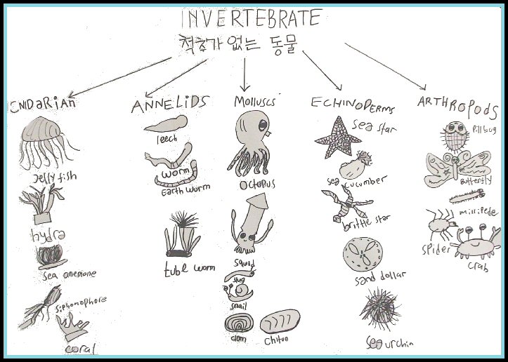 Contoh Hewan  Invertebrata  Kata Kata Bijak