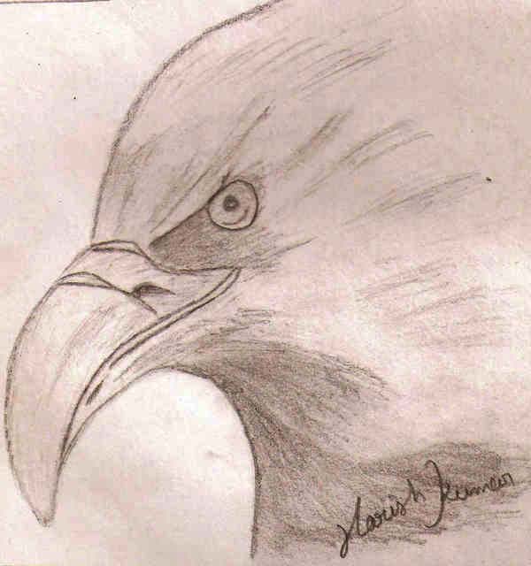 Hawk Pencil Sketch