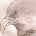 Pencil Drawing of Birds – Hawk