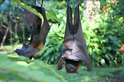 فيروس نيباه الجديد  Nipah virus