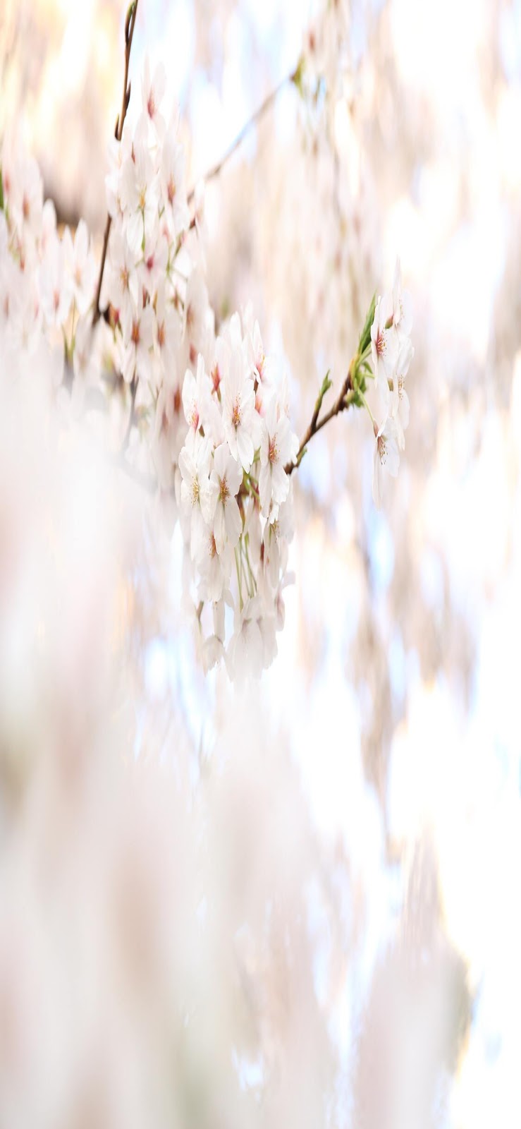 Spring Flowers Background