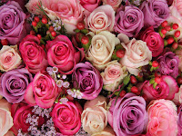 rose photos wallpaper, colorful roses photo free download to make your desktop screen much more attractive