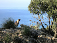 Wild goat on Palmaria Island, Liguria