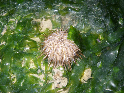 Black sea urchin, Temnopleurus sp.