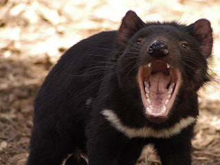 Tasmanian Devil Wallpapers