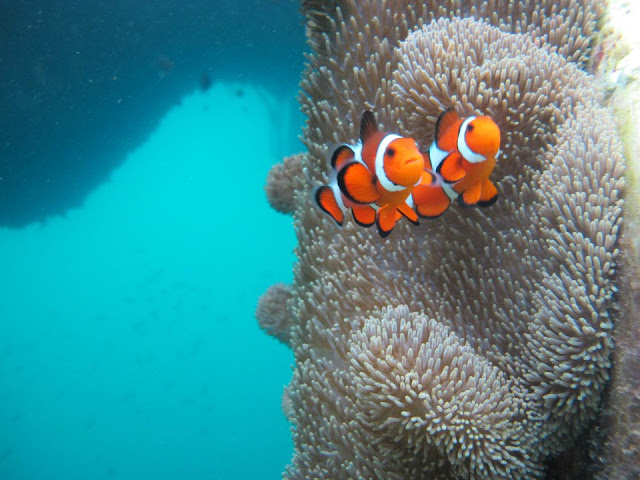 Borneo Reef World