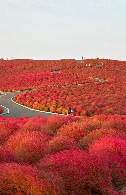  Hitachi Seaside Park, Japan