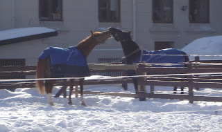 Horses kissing in Oslo