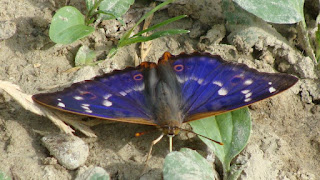 Apatura ilia f. ilia (male) DSC59858