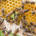 Ataque de abelhas deixa 3 pessoas feridas em Apucarana