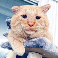 Gato de refugio pasa de ser el gato "más triste" al "más feliz" después de ser adoptado