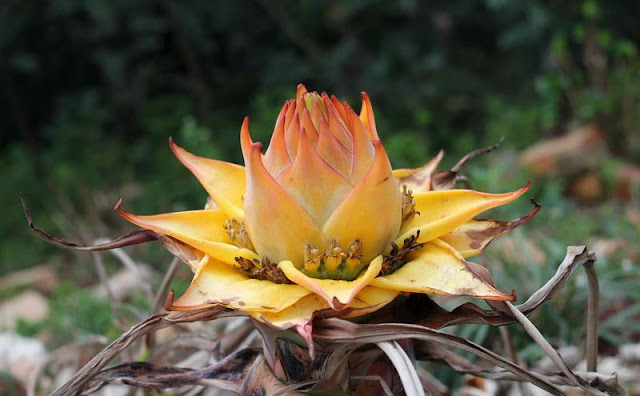 Chinese Yellow Banana Flowers Pictures