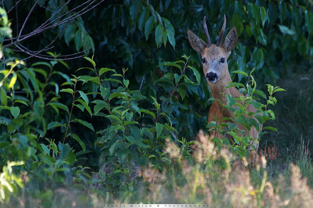 Ree - Roe Deer - Capreolus capreolus