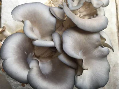 Grey Oyster Mushrooms