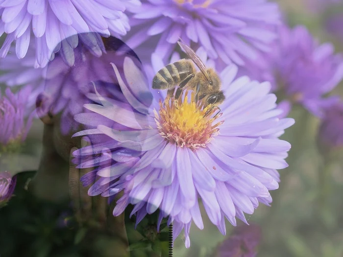 African folktale, bees and flies were once human is a daring folklore nature myth of receiving reward for being busy as a bee. 