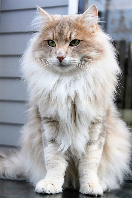 Norwegian Forest cats are predisposed to inherit familial cardiomyopathy