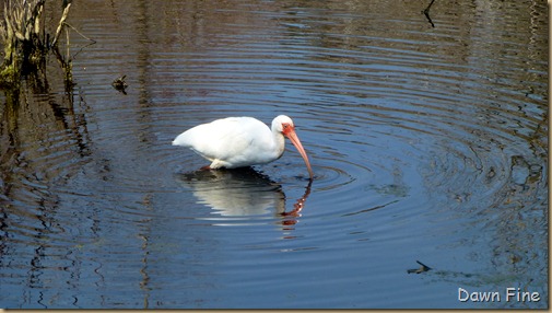 Magnolia Plantation_379