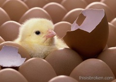 babychick