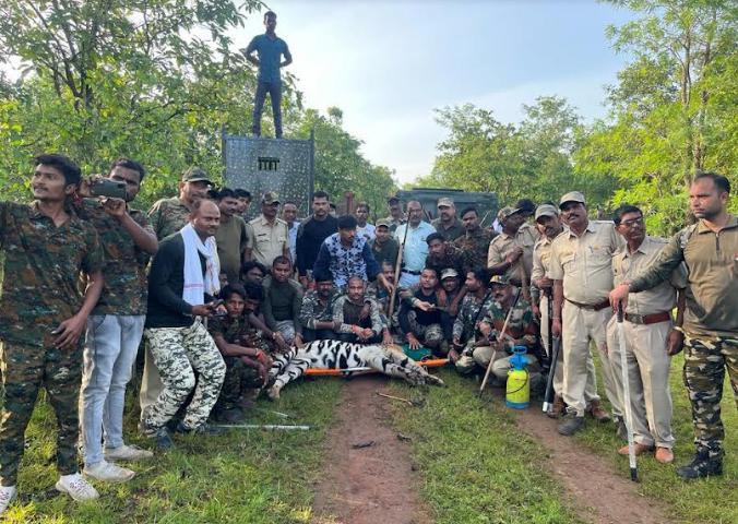 Tadoba tiger T-103