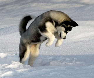 Raza de perro Husky Siberiano
