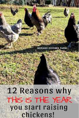 Why you should raise chickens
