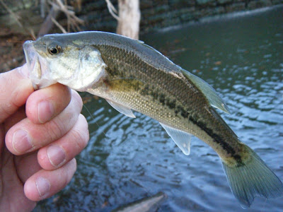 little sanatoga park bass