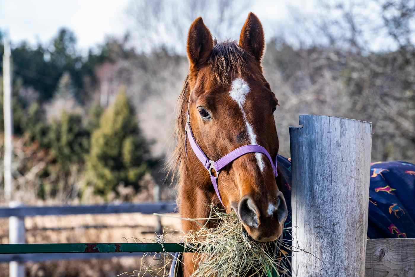 horse eating - guide to essential equine supplies