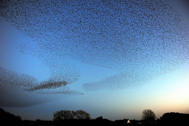 Acrobatic display of Starlings