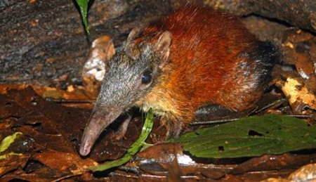 Grey-faced sengi (Rhyncocyon udzungwensis)