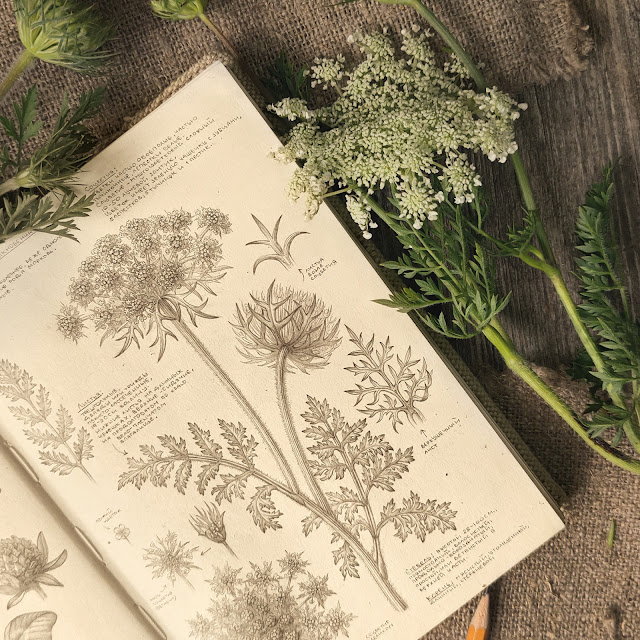 Morkov dikaya,  Daucus carota: botanical pencil sketch, floral art, sketchbook collection, botanical illustration, field plants