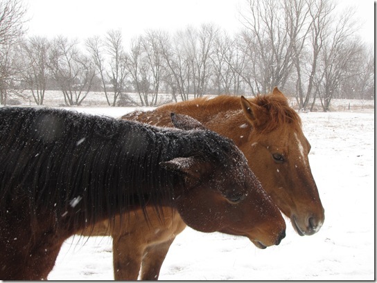 winter horses 029