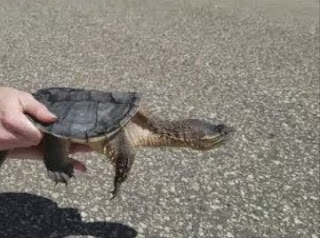 What do baby snapping turtles eat?