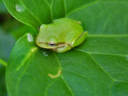 Frog wallpaper (frog wallpaper )