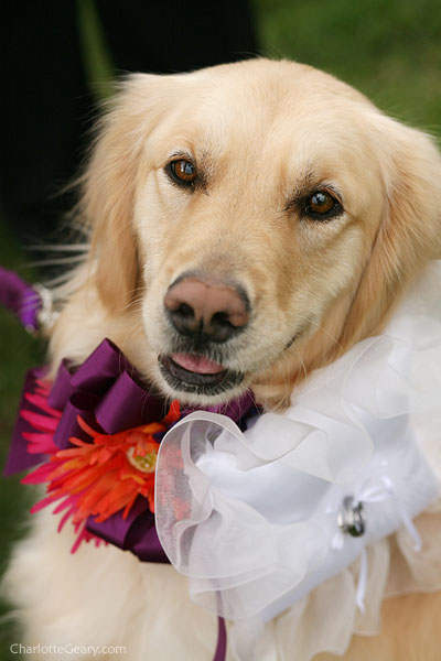 perro vestido para boda