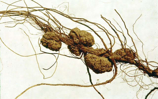 Agrobacterium radiobacter