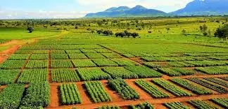 History of Agricultural Development Policies in Nigeria
