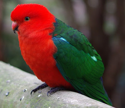 Australian King Parrot Pictures
