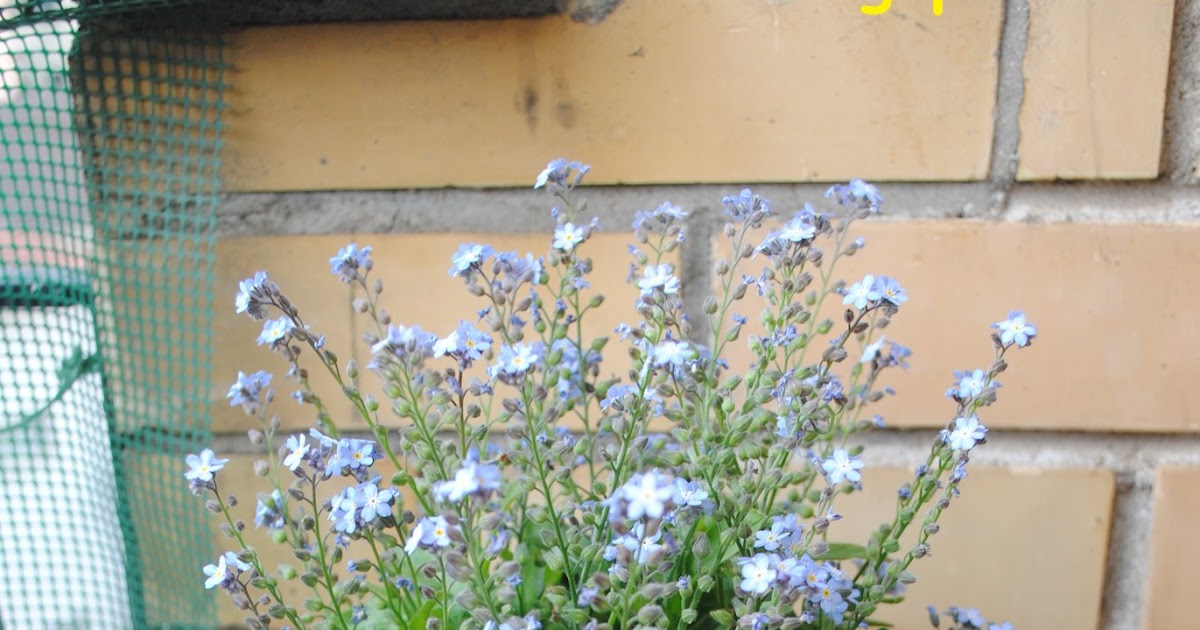 Verde Balcone Non Ti Scordar Di Me Myosotis Fiore Utile