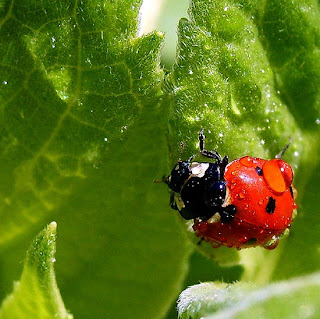 Beautiful Pictures of Lady Bug