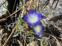 Davidson's phacelia on Cooper Canyon Trail, Angeles National Forest