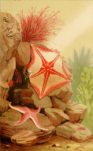 «Морская звезда» из  Аквариума  (1856 г., 2-е издание)