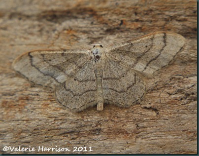 riband-wave