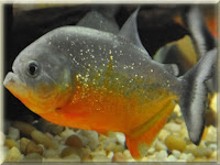 Yellow King Piranha Fish Pictures