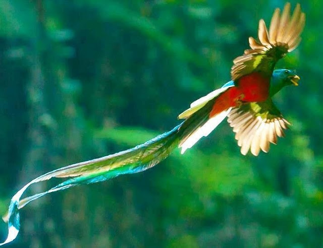 Quetzal