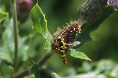 Grote Langlijf - - Sphaerophoria scripta