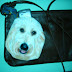 ZOEY CELL PHONE TOTE