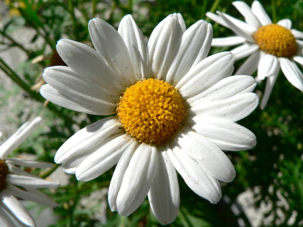 Daisy Flower