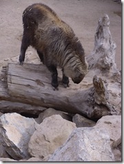 The Zoo March 2011 012